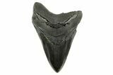 Fossil Megalodon Tooth - South Carolina #367928-1